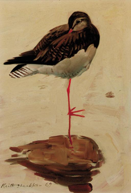 Keith Shackleton - Redshank