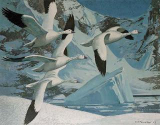 Keith Shackleton - Snow Geese