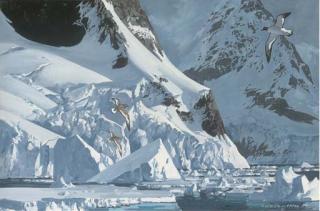 Keith Shackleton - Storm Petrels In Flight