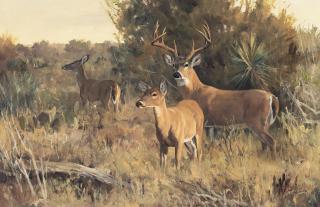 Ken Carlson - Brush County Escort