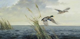 Ken Carlson - Mallards In Flight