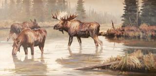 Ken Carlson - Wilderness Water Moose