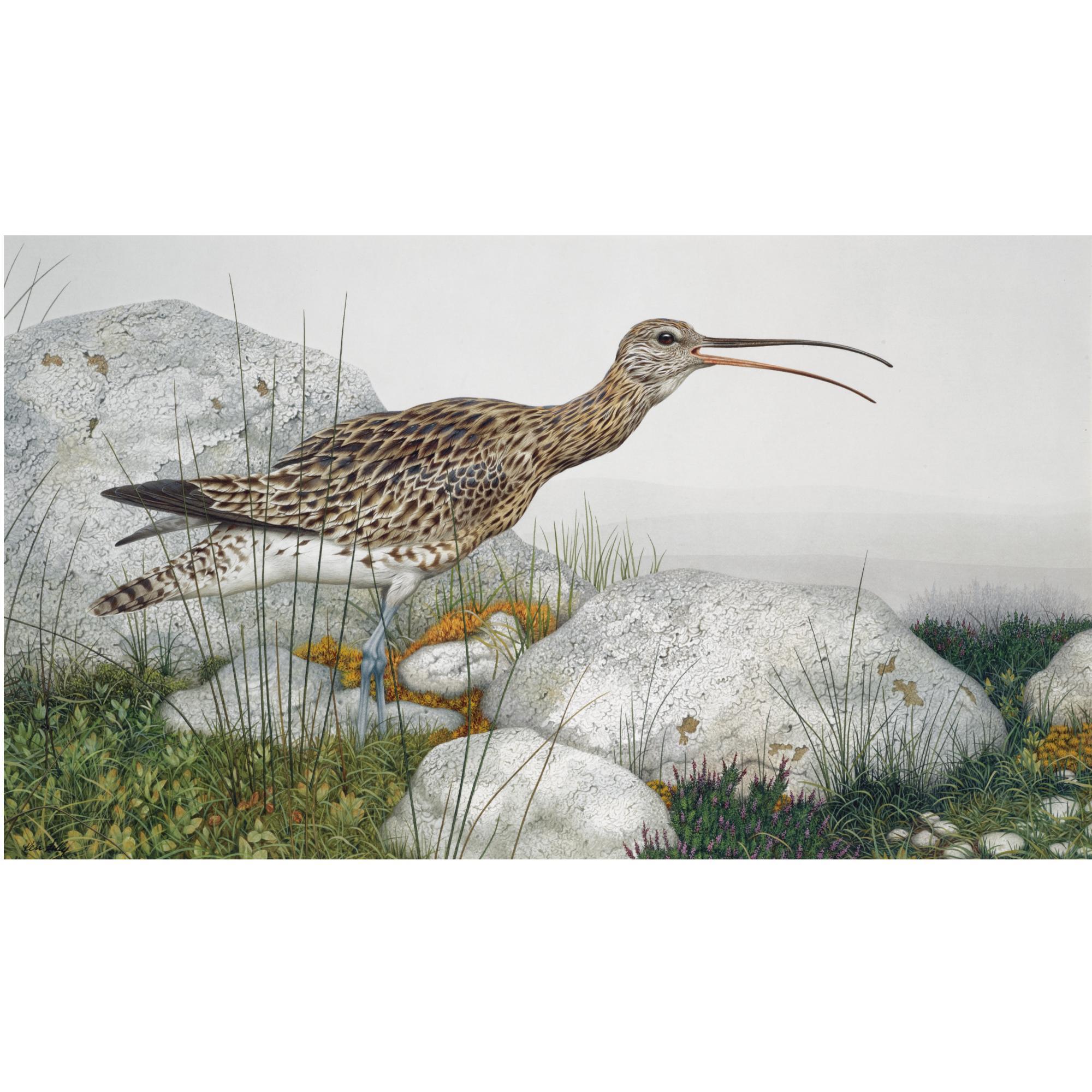 Kenneth Lilly - A Curlew; A Lapwing; Lapwings In Flight; Swallows In Flight; An Owl Resting On A Fence Post; And A Single Swallow In Flight