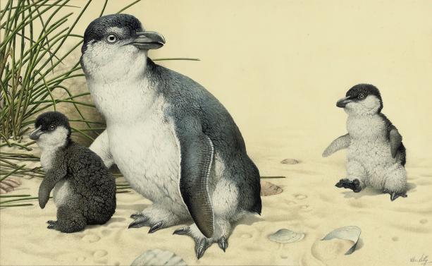 Kenneth Norman Lilly - A King Penguin with her chicks