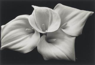Kenro Izu - Still Life #181, 1992