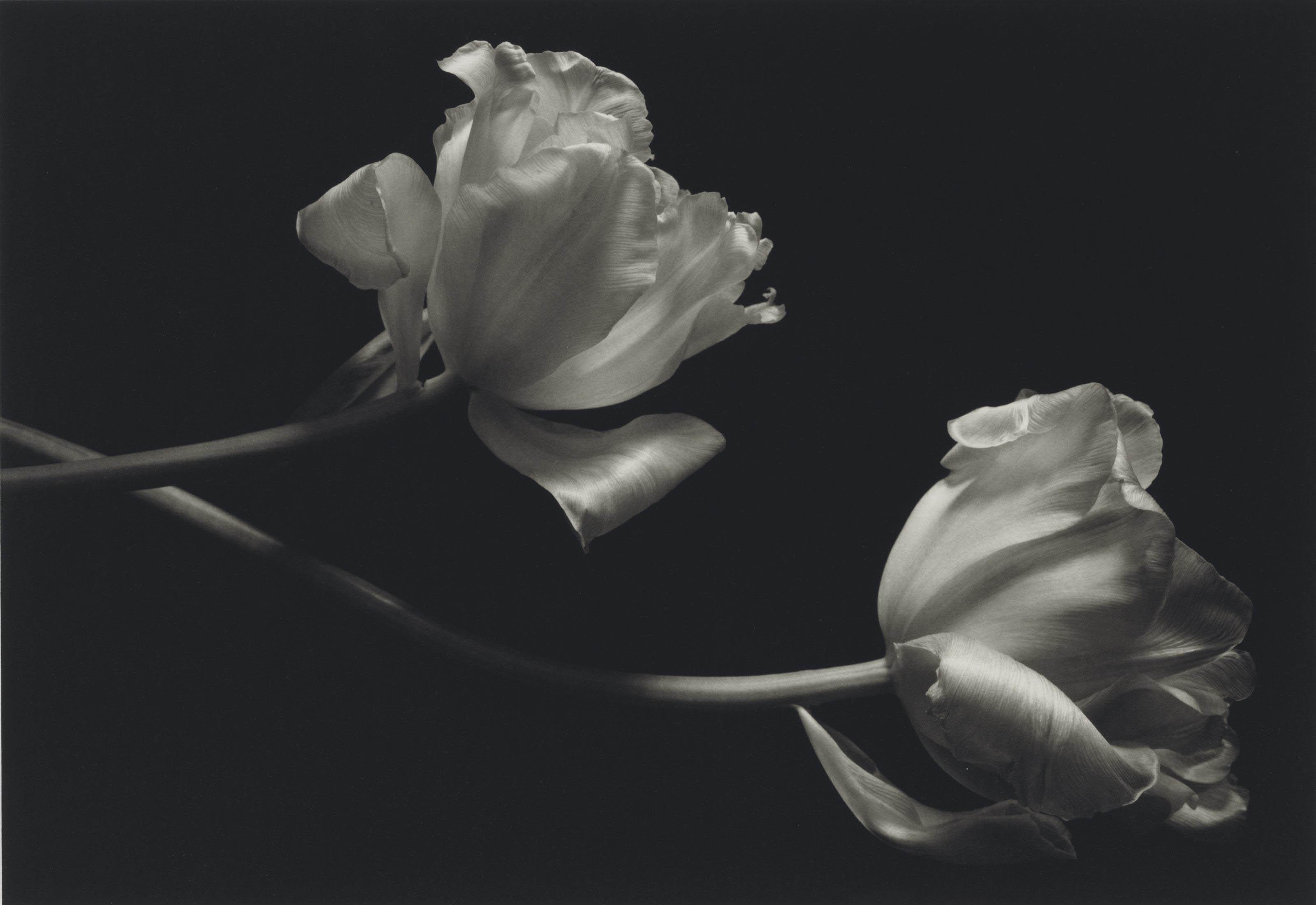 Kenro Izu - Still Life #225, 1993