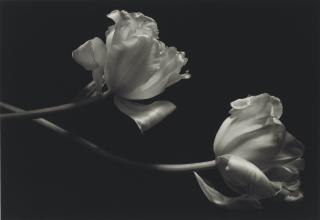 Kenro Izu - Still Life #225, 1993