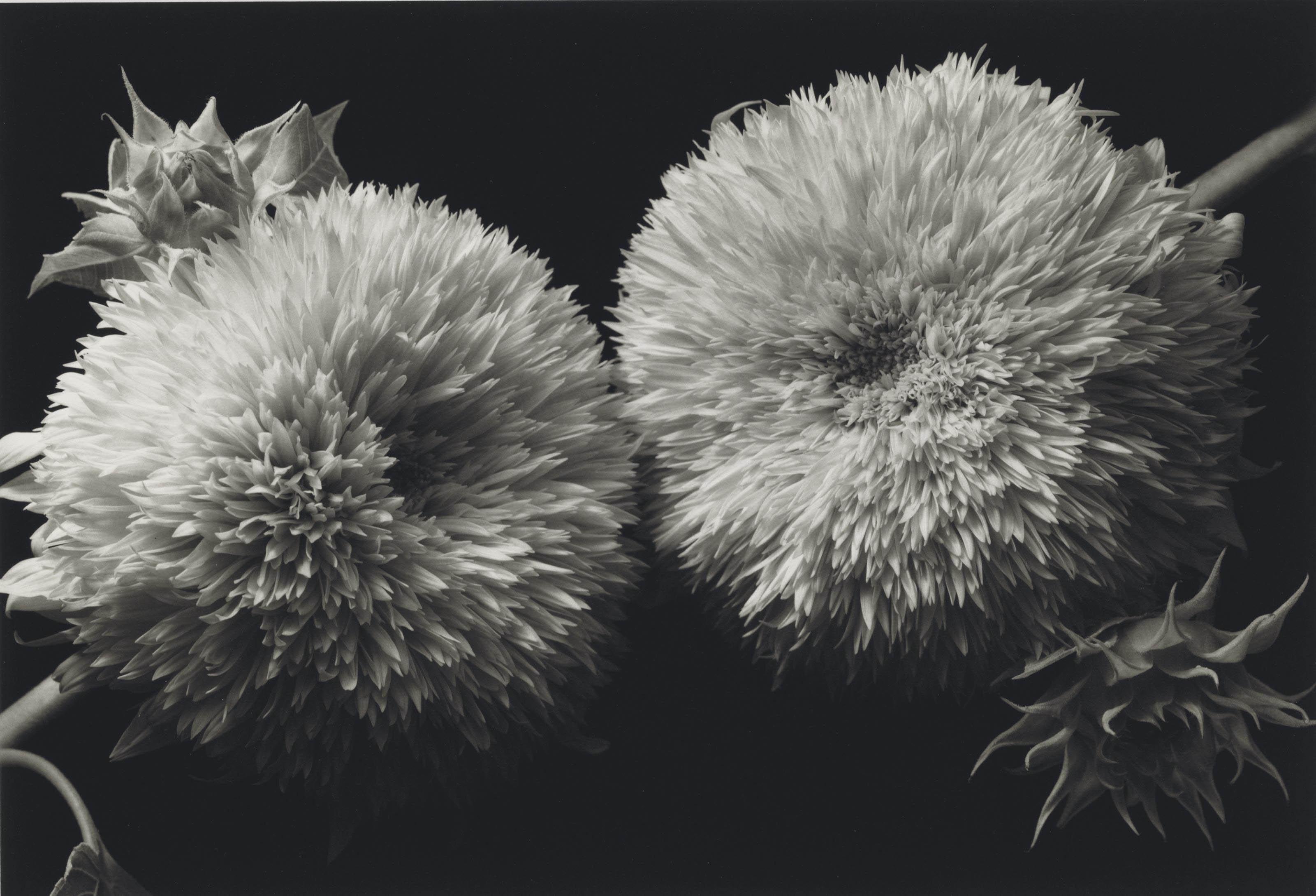 Kenro Izu - Still Life #317, 1993