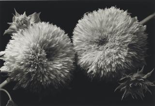 Kenro Izu - Still Life #317, 1993