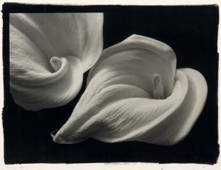 Kenro Izu - Still Life #557, 1996