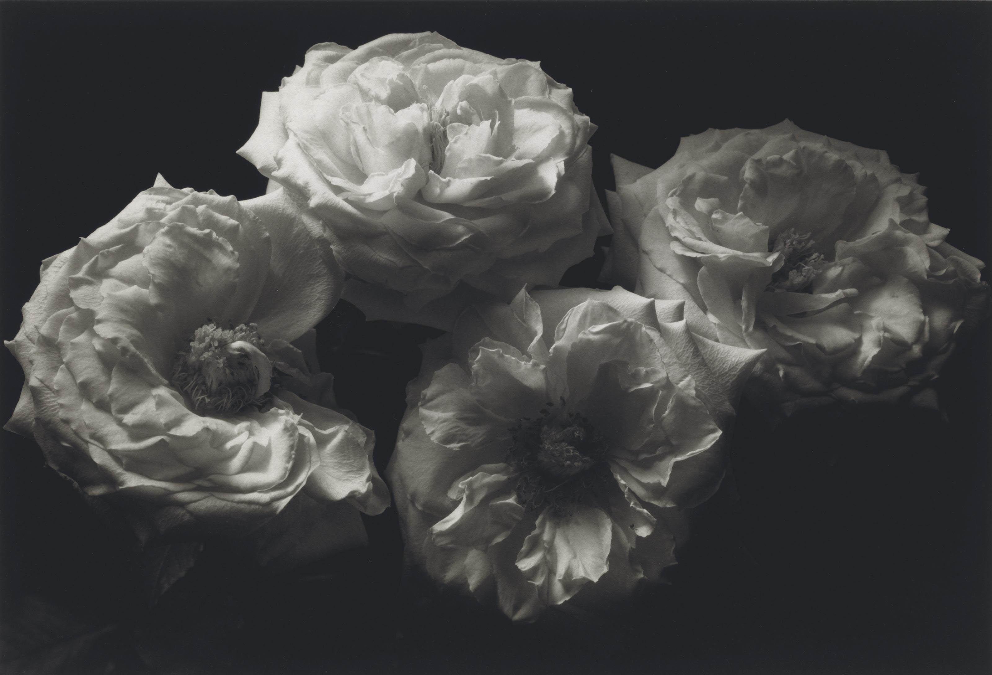 Kenro Izu - Still Life #590, 1998