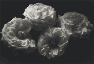 Kenro Izu - Still Life #590, 1998