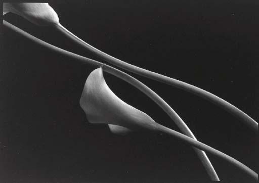 Kenro Izu - Still-life, 603 (Calla Lilies)