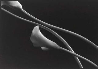 Kenro Izu - Still-life, 603 (Calla Lilies)