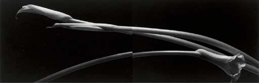 Kenro Izu - Still Life, 637 (Calla Lilies)