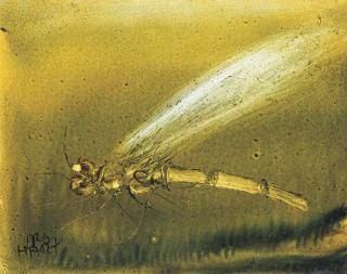 Kevin Charles - Dragonfly