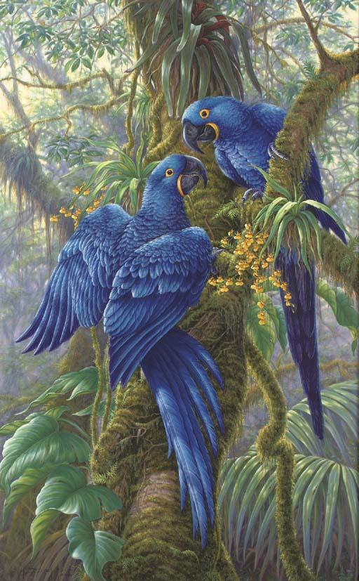 Kim Brooks - Hyacinth Harmony