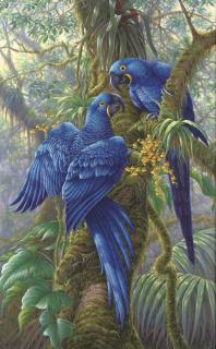 Kim Brooks - Hyacinth Harmony