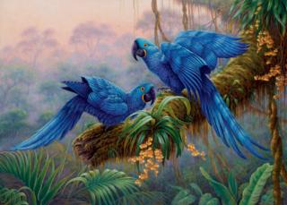 Kim Brooks - Jewels of the Pantanal