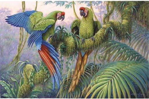 Kim Brooks - Military Macaws