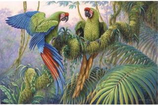 Kim Brooks - Military Macaws