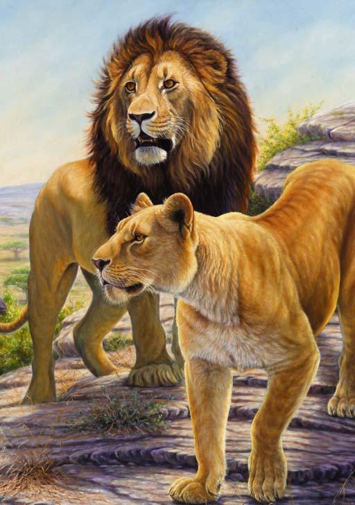 Kim Brooks - On the Lookout - Black Maned Lion and Lioness