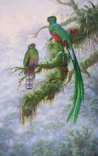 Kim Brooks - Quetzals