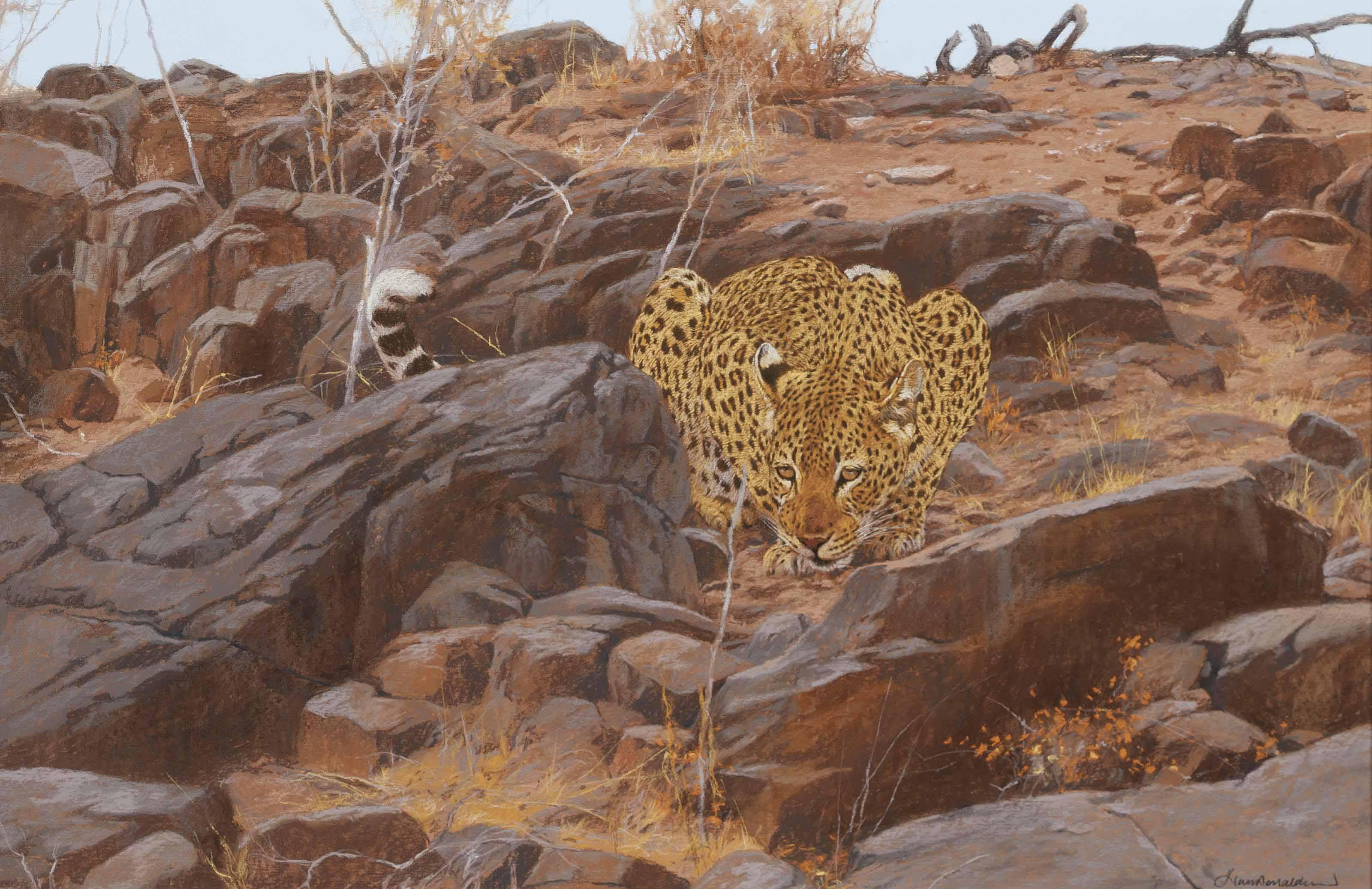 Kim Donaldson - A leopard surveying his territory