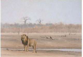 Kim Donaldson - Lion At A Waterhole, Hwange National Park, Zimbabwe