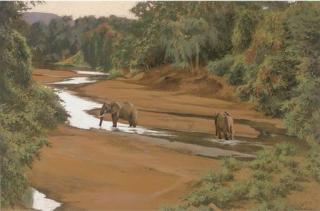 Kim Donaldson - Pfuri River Elephants