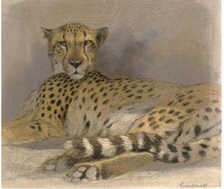 Kim Donaldson - Resting Cheetah