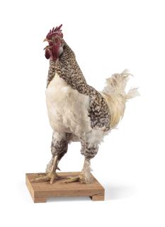 Koen Vanmechelen - Mechelse Koekoek X Poulet De Bresse