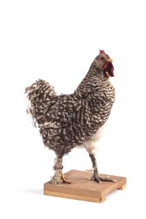 Koen Vanmechelen - Mechelse Koekoek x Poulet de Bresse