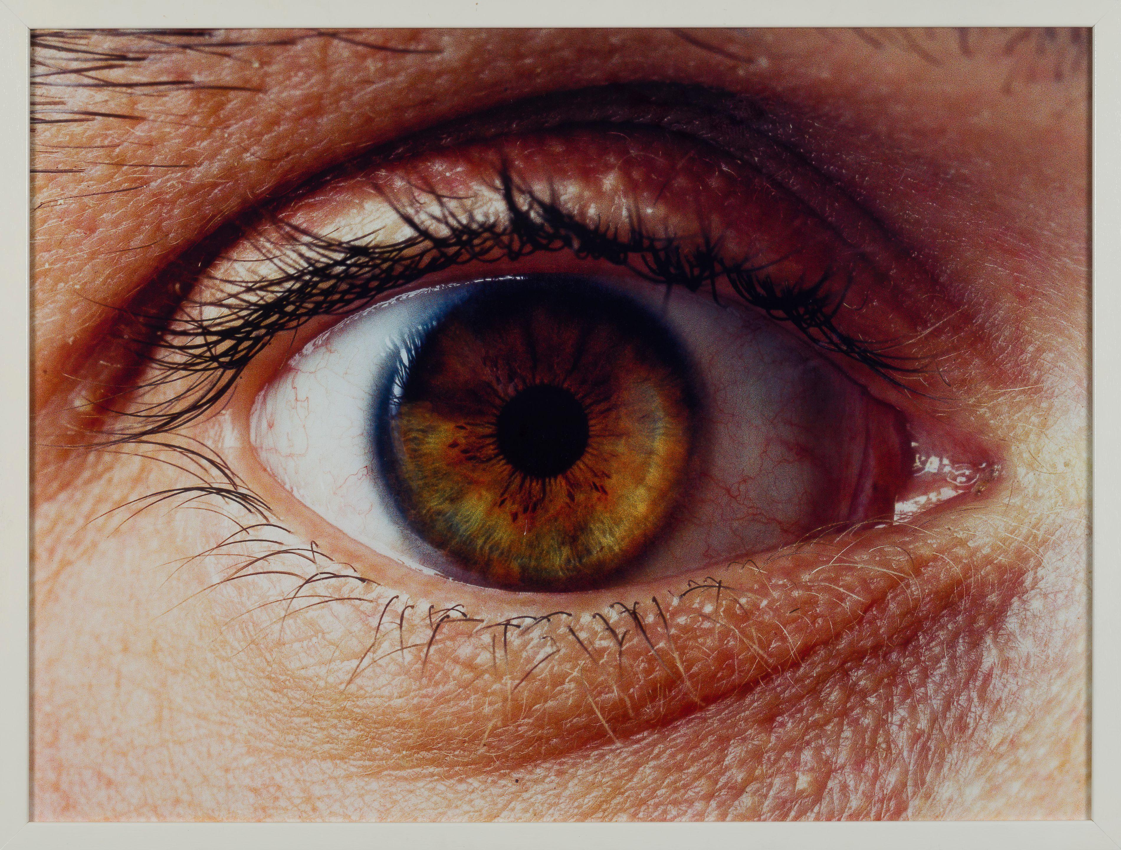 Koen Vanmechelen - Sans titre