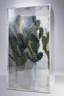 Kohei Nawa - Pixcell: Cactus