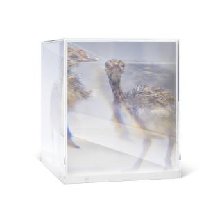 Kohei Nawa - PixCell [Ostrich#1]