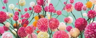 Koo Seong Youn - ht01; & ht02