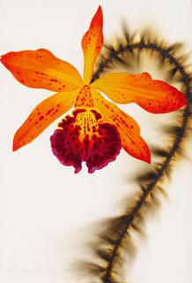 L.C. Armstrong - Red Gold Laeliocattleya