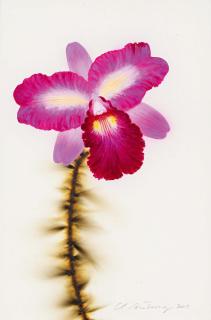 L.C. Armstrong - Splash Petal Cattleya