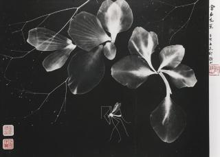 Lang Jingshan - Flowers