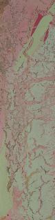 Larry Poons - Green Droop, 1969