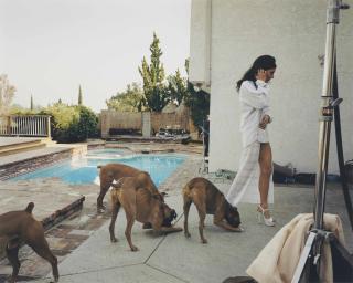 Larry Sultan - Boxer Dogs, Mission Hills, from The Valley, 1999