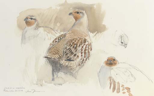 Lars Jonsson - Studies of Grey Partridge