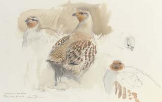 Lars Jonsson - Studies of Grey Partridge