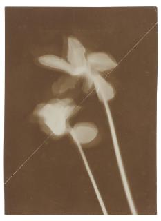 László Moholy-Nagy - \'Alpenveilchen (Photogramm)\'