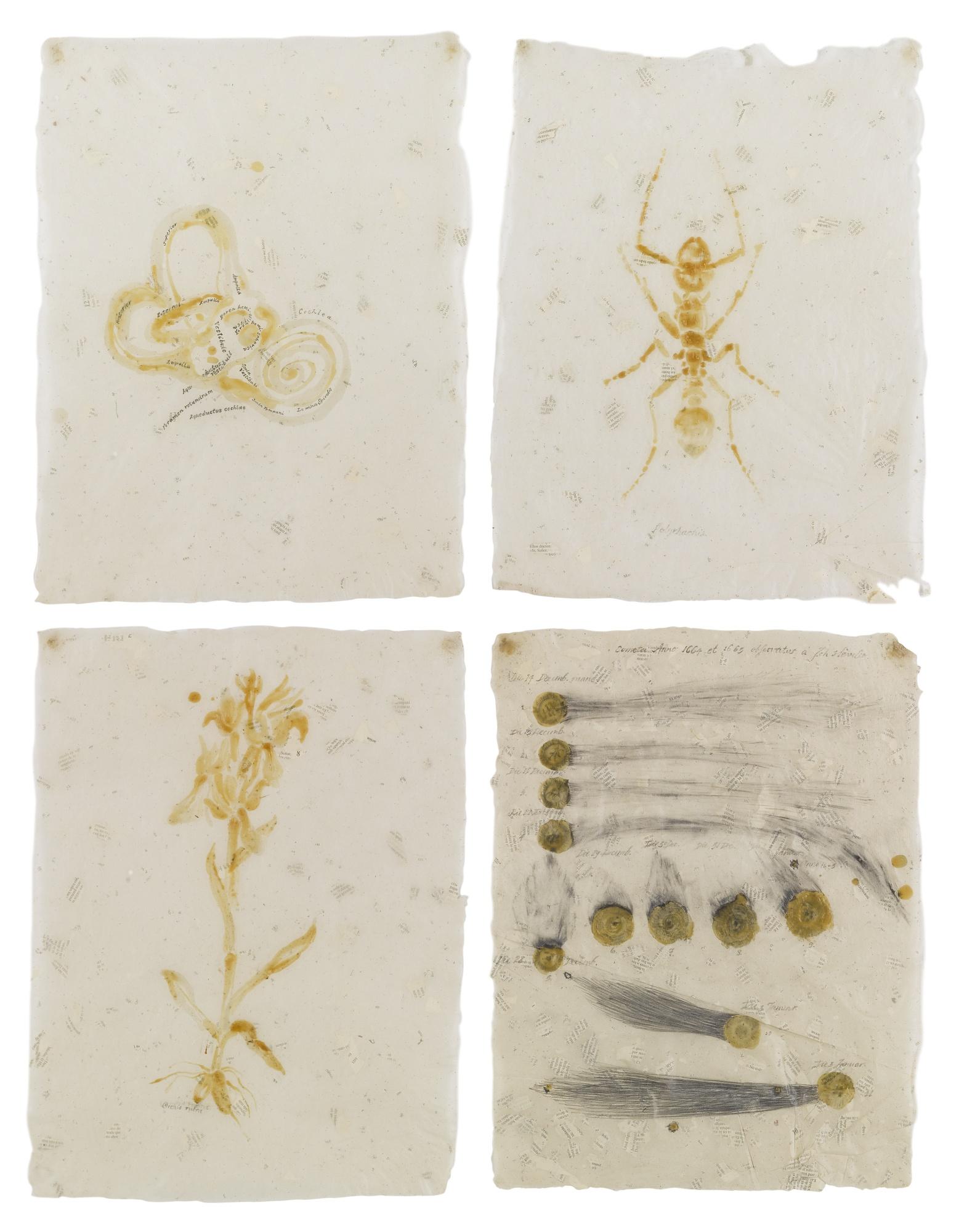 Laura Anderson Barbata - Lectura Del Nuevo Evangelio