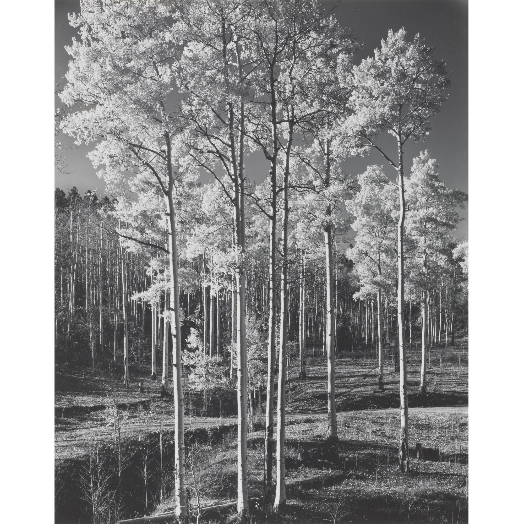Laura Gilpin - Aspens