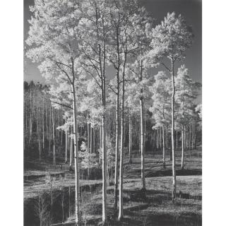Laura Gilpin - Aspens