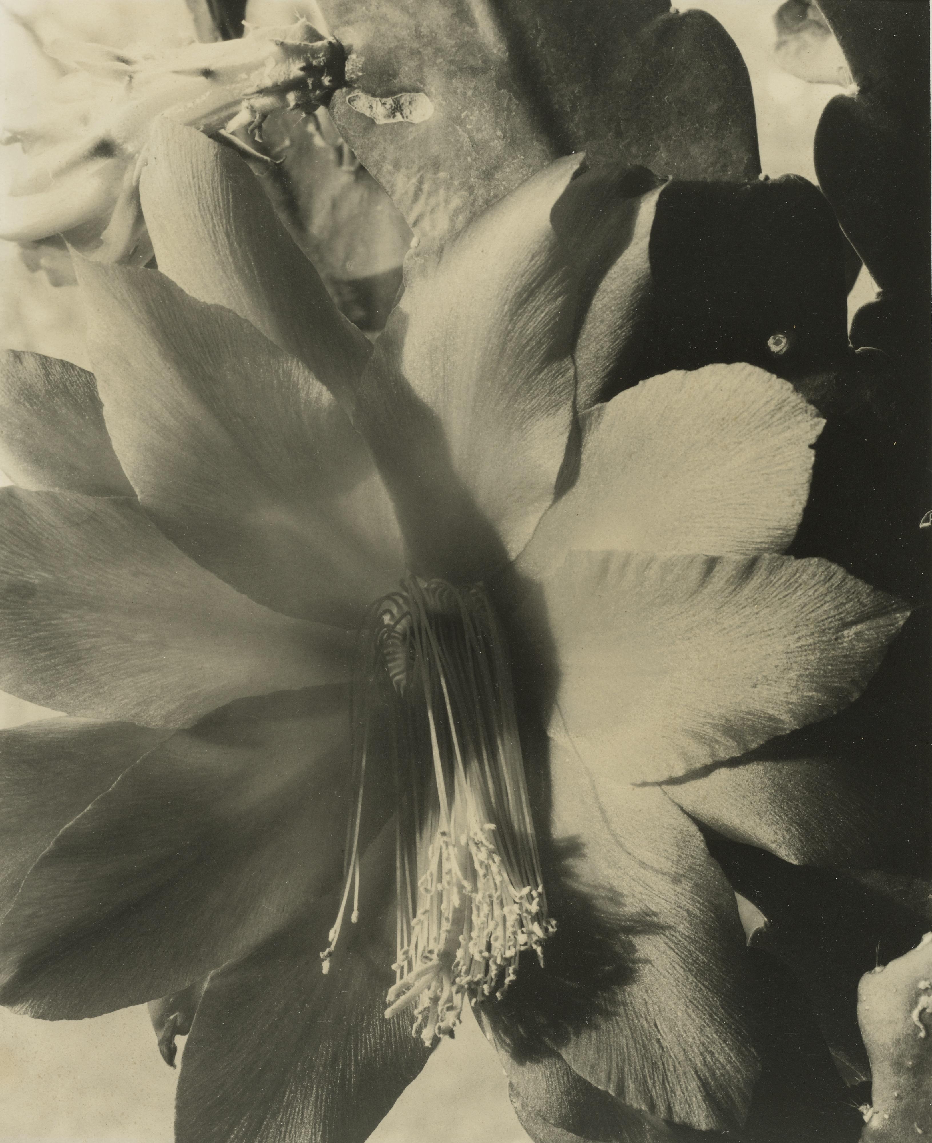 Laura Gilpin - \'Flower Detail\'