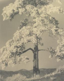 Laura Gilpin - \'Frosted Pine\'